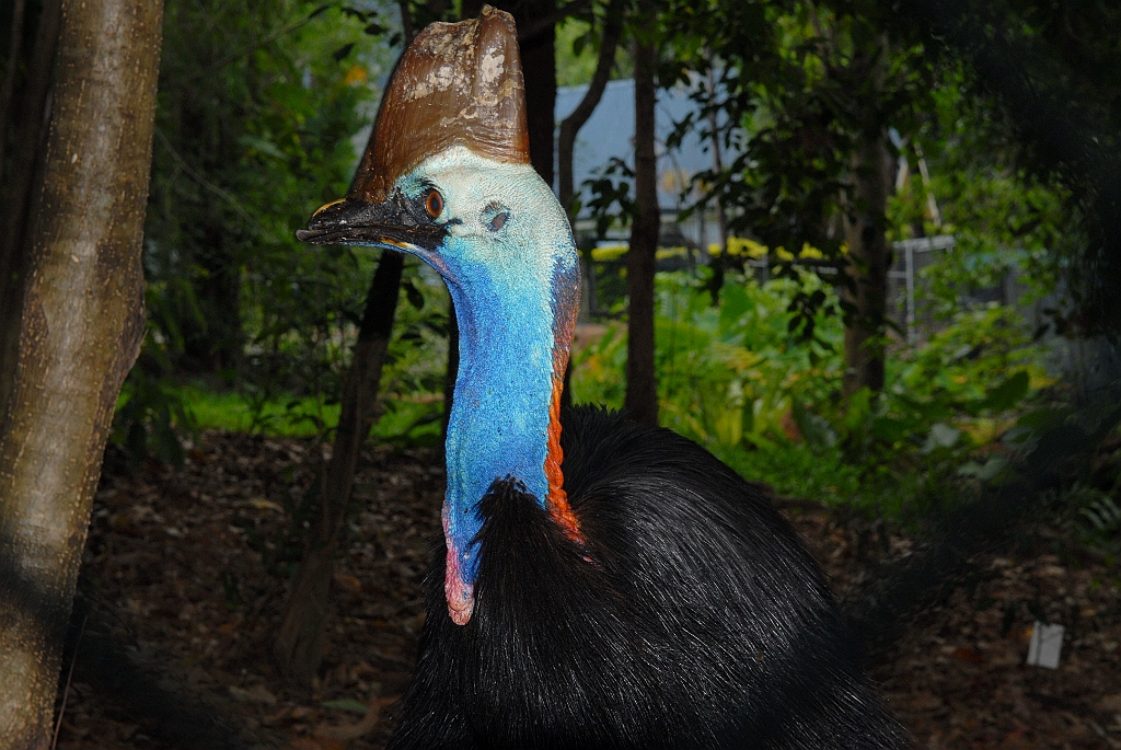0112 Cairns Tropical Zoo.jpg